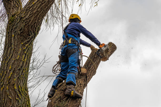 Sedona, AZ Tree Services Company